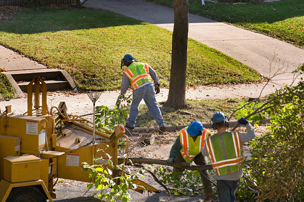 Best Storm Damage Tree Cleanup  in USA